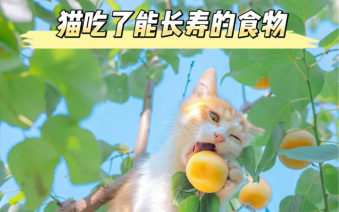 [图]猫咪吃了能长寿的食物～还不码住