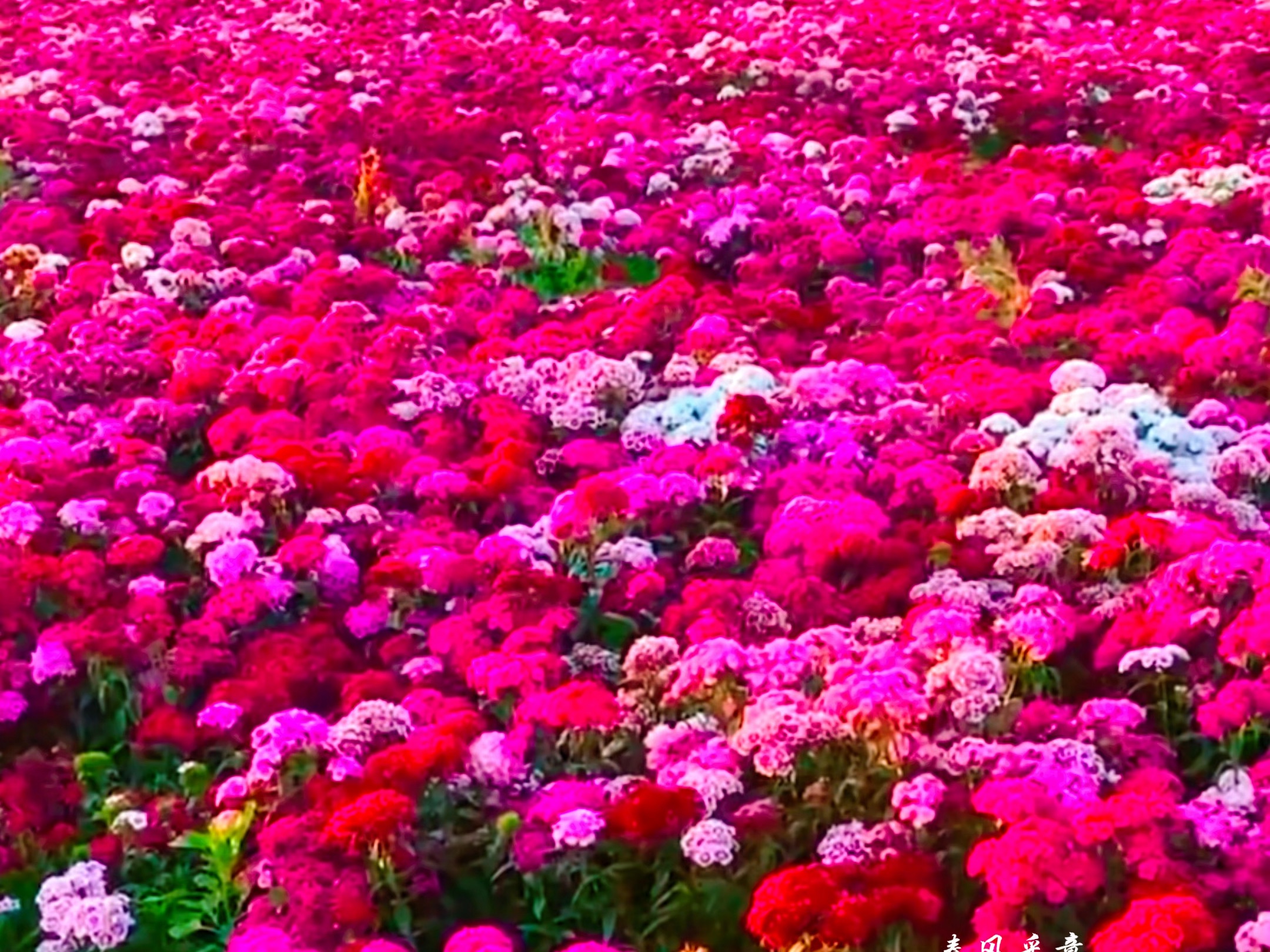 落日在四季里期待姹紫嫣红