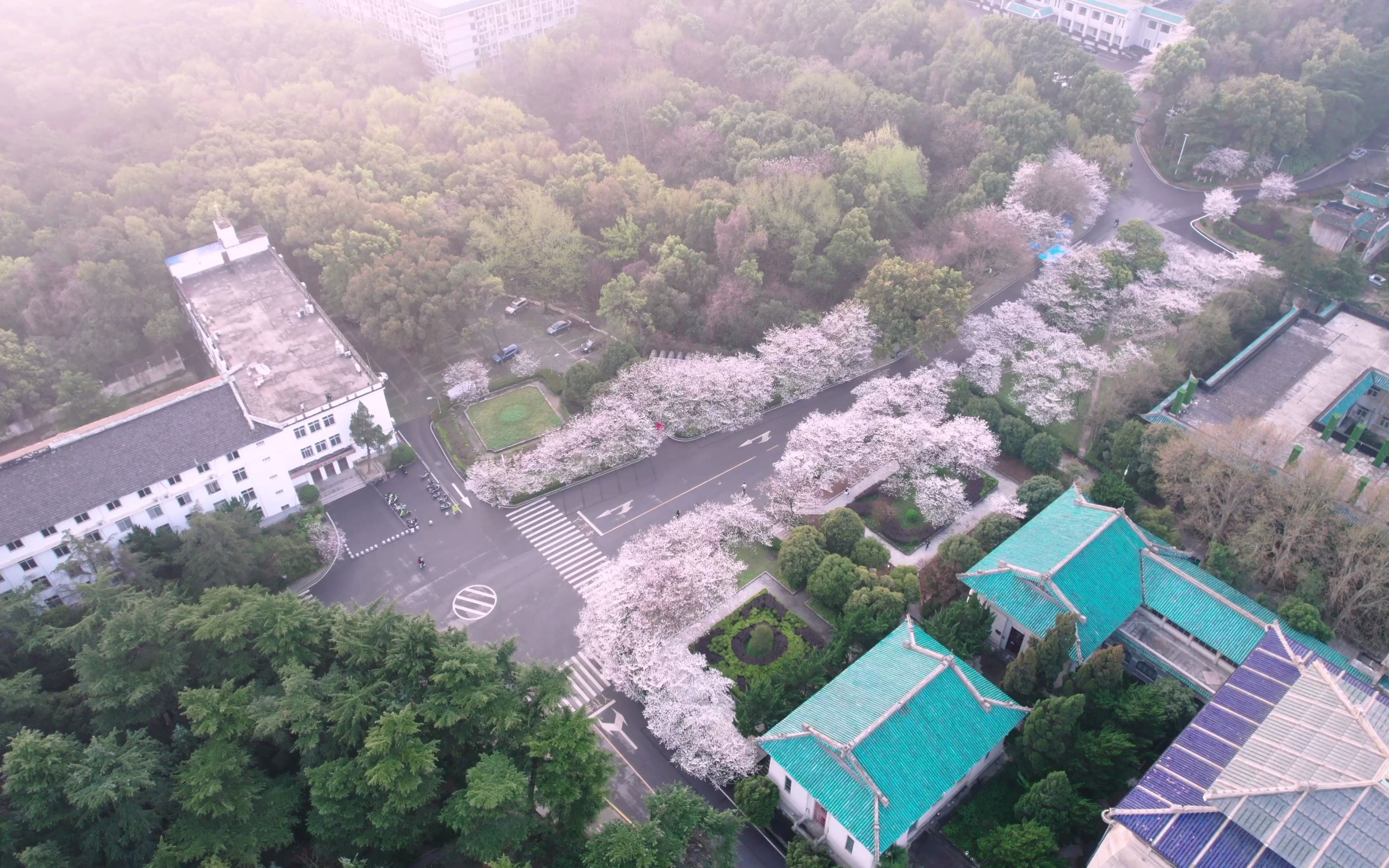 [图]珞珈樱韵