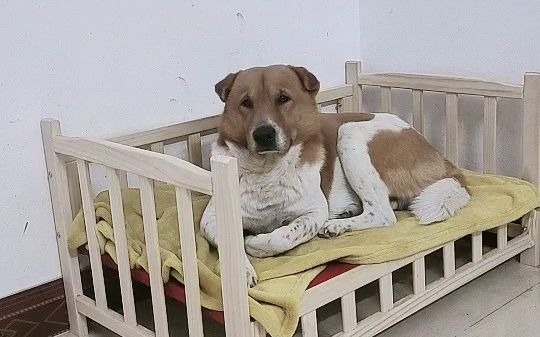 灵犬小黄家宠_20220108-_b站直播_纯净非录屏