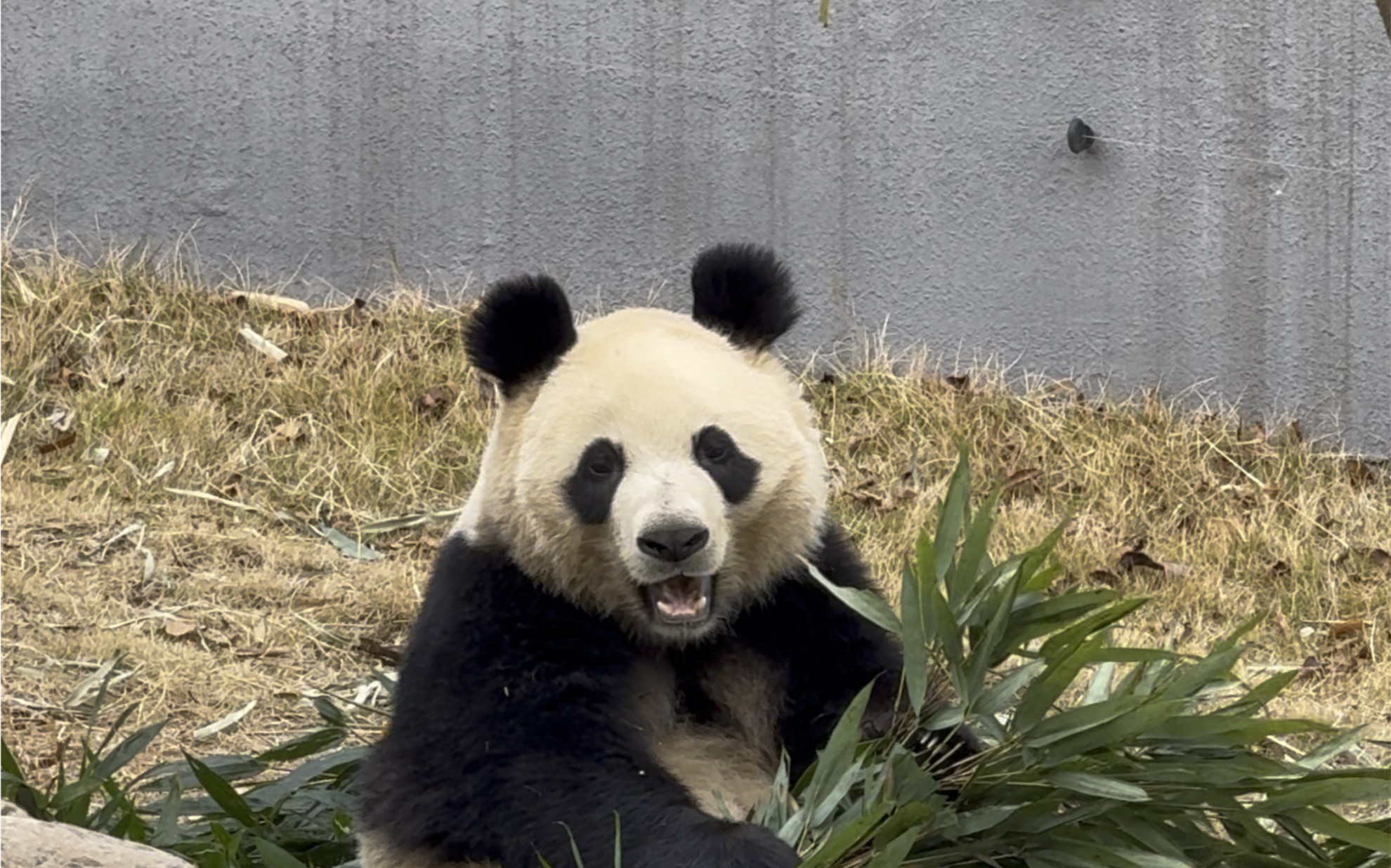 大熊猫【润玥】安静干饭的乖乖二狗