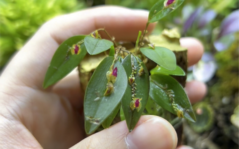 丽斑兰Lepanthes regularis,非常漂亮的一种丽斑兰,比较好养的一种,花开在叶片上,属于续花型,正常开花以后可以续花好久,非常喜欢开花的一种哔哩...