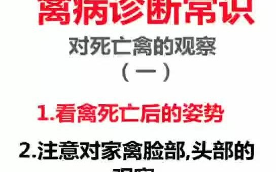 [图]禽解剖教程之对死亡禽的观察竖版