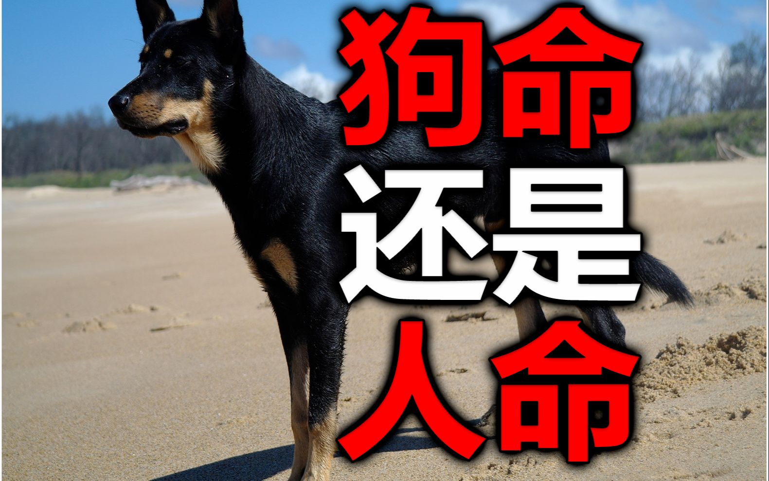 【杂谈】狗命?还是人命?