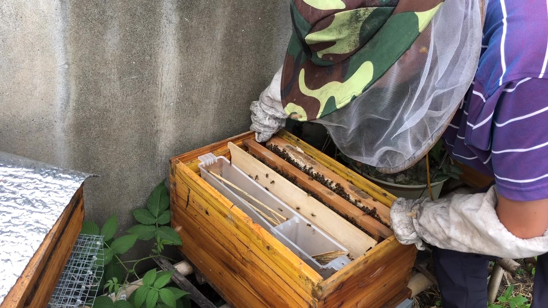 蜜蜂开箱的正确时间 蜜蜂开箱的正确时间是几点