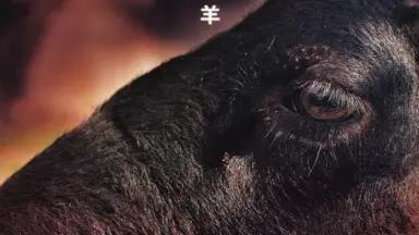 ザバダック zabadak／私は羊 (NOT FOR SALE) ザバダック zabadak／私は