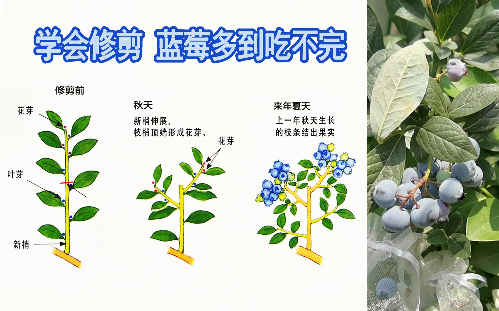 别人不会告诉你的蓝莓修剪原理,生怕你知道,结的果比他还多!