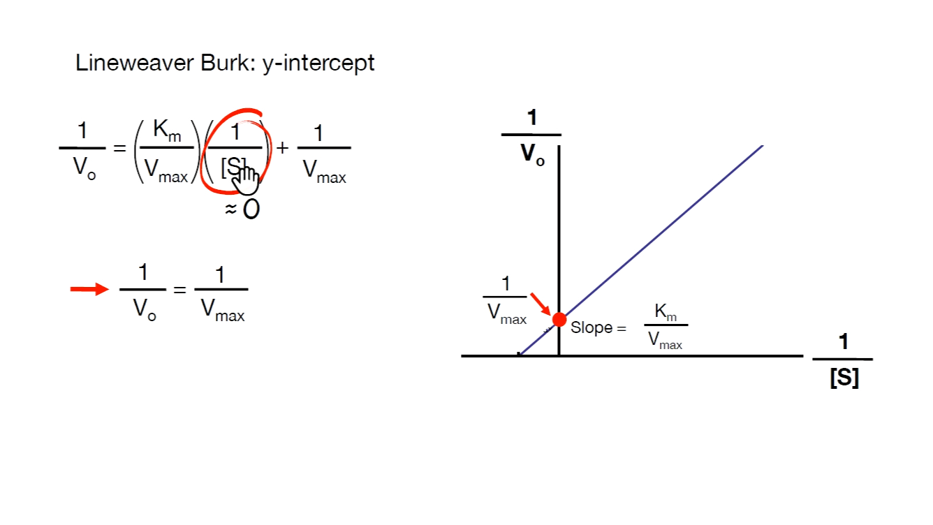 2.4.3 计算Vmax和Km值 米氏方程与lineweaver burk 方程哔哩哔哩bilibili