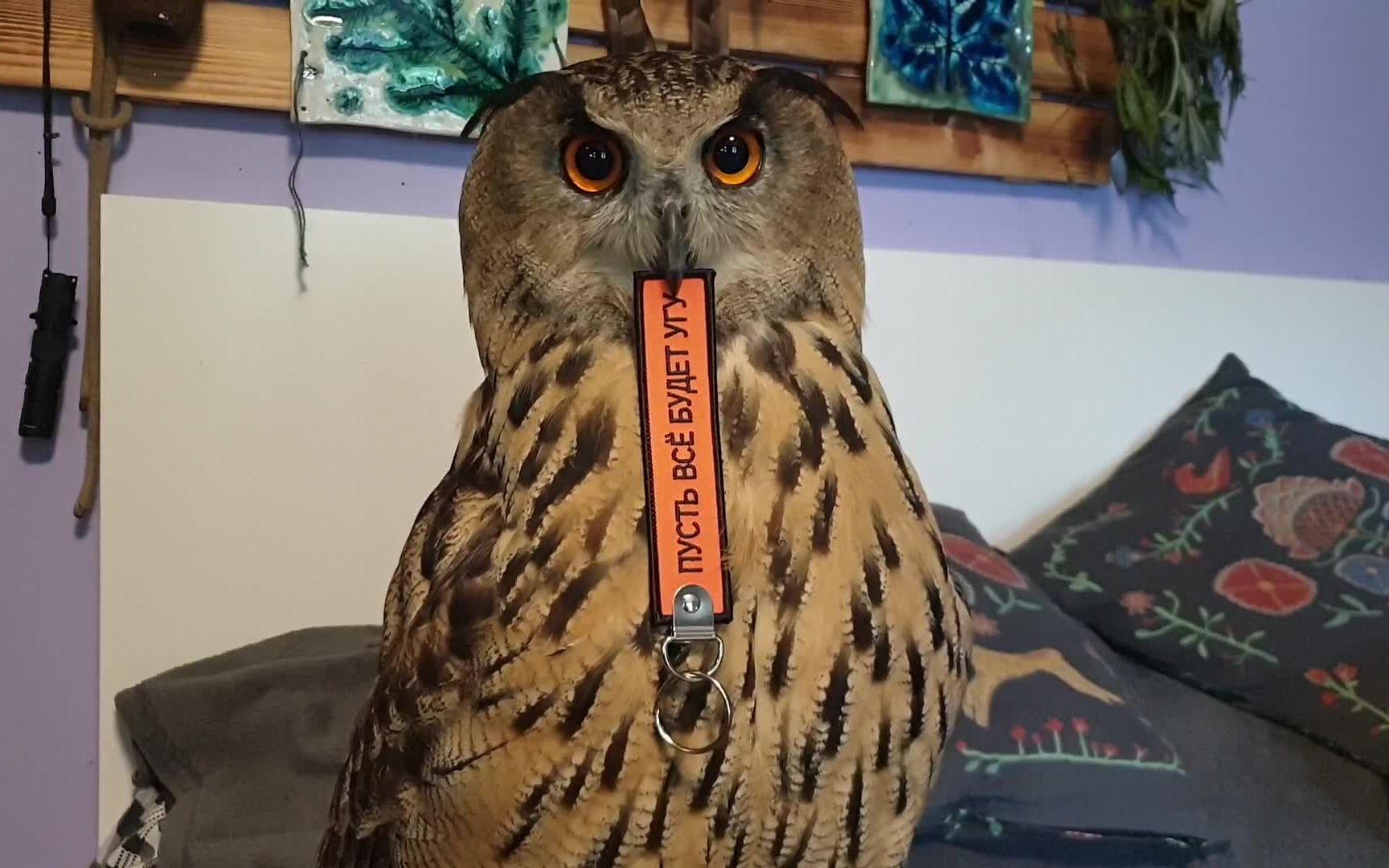 正在找理想落脚处吃饭的猫头鹰yoll