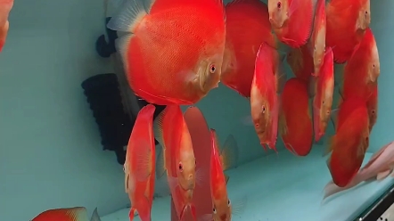 七彩神仙鱼—红金