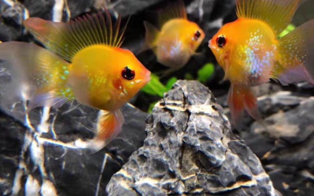 长尾金波子繁殖组开箱