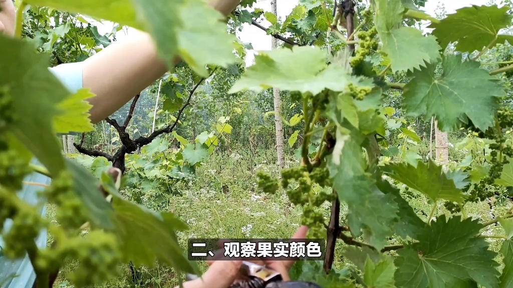 葡萄保果后如何判断保果是否成功?记住这3点