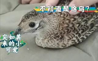 这是个什么鸟？