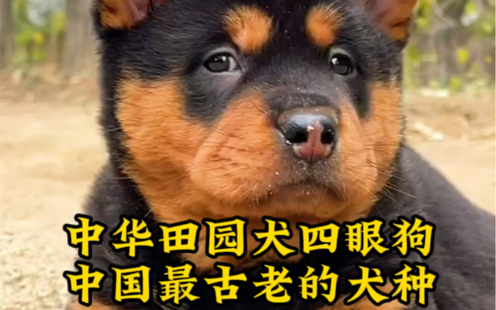 中华田园犬铁包金四眼狗,中国最古老的犬种之一哔哩哔哩bilibili