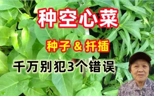 Скачать видео: 【种空心菜_通菜】千万别犯3个错误，用种子和扦插种的2个方法