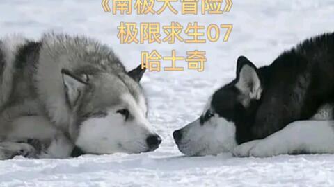 JON ICE / THEME FROM (ANTARTICA) 南極物語 洋楽 レコード 本・音楽 ...
