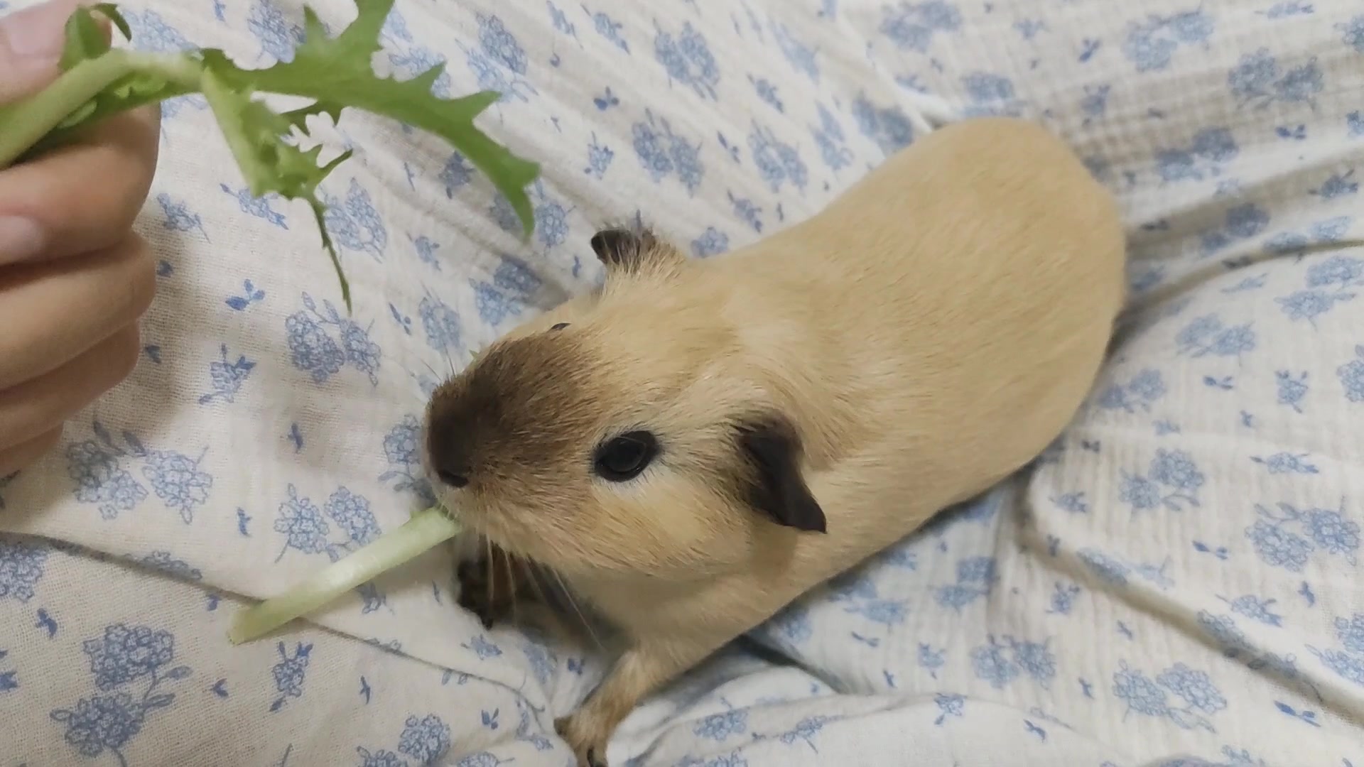 【荷兰猪】【核桃小豚】野生猪吃草