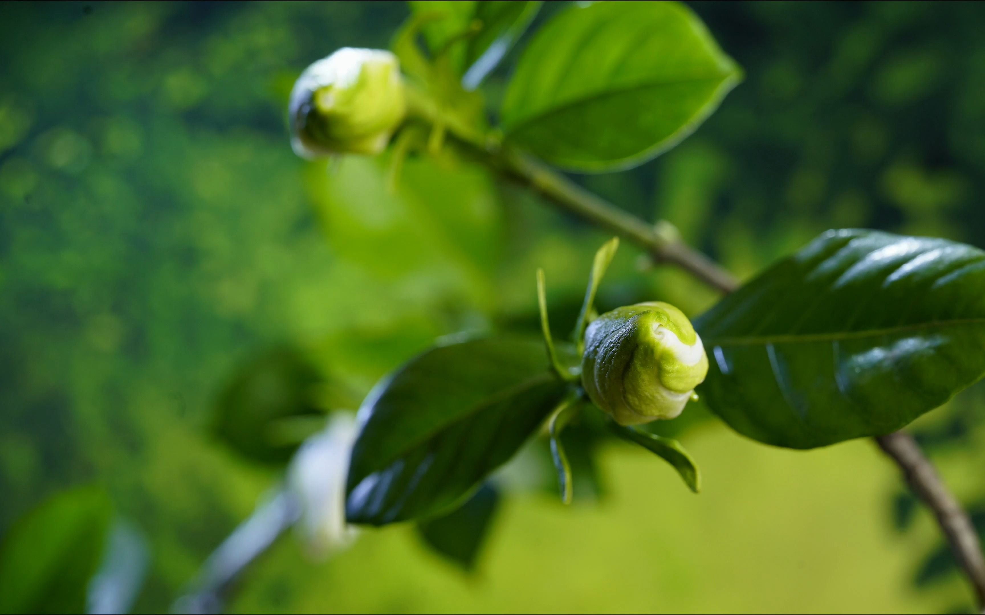 【原创】【延时摄影】每天来看一朵花开/栀子花哔哩哔哩bilibili