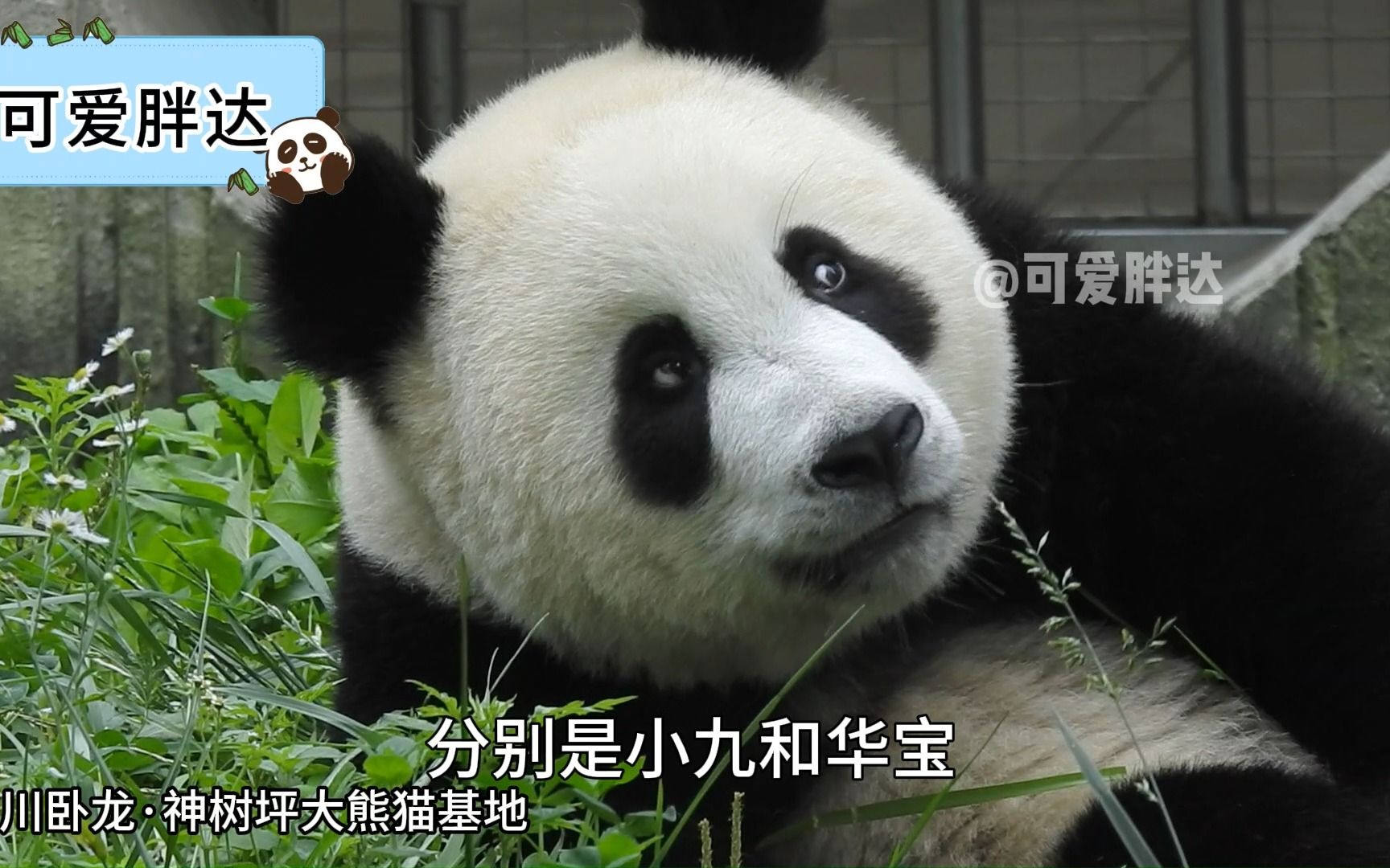 大熊猫青糍这小眼神绝了!