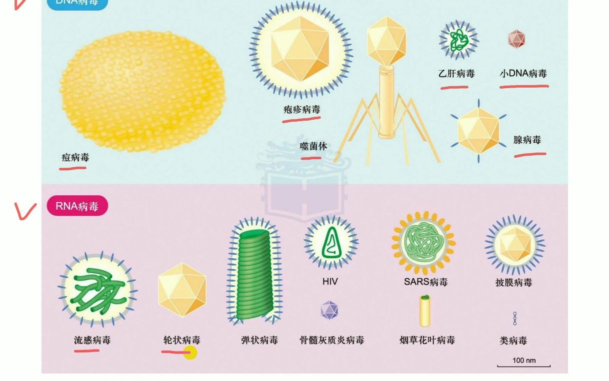 DNA 病毒和 RNA 病毒增殖过程简介哔哩哔哩bilibili