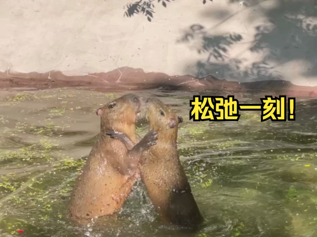 一起来围观水豚"卡皮巴拉"水中嬉戏