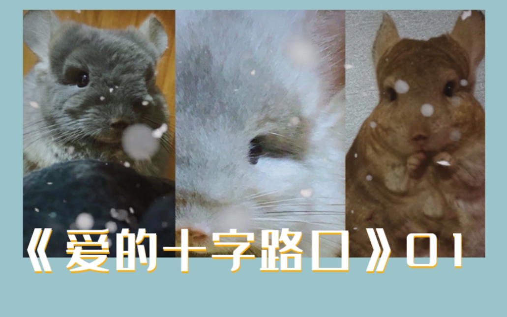 【龙猫剧场】爱的十字路口 01哔哩哔哩bilibili