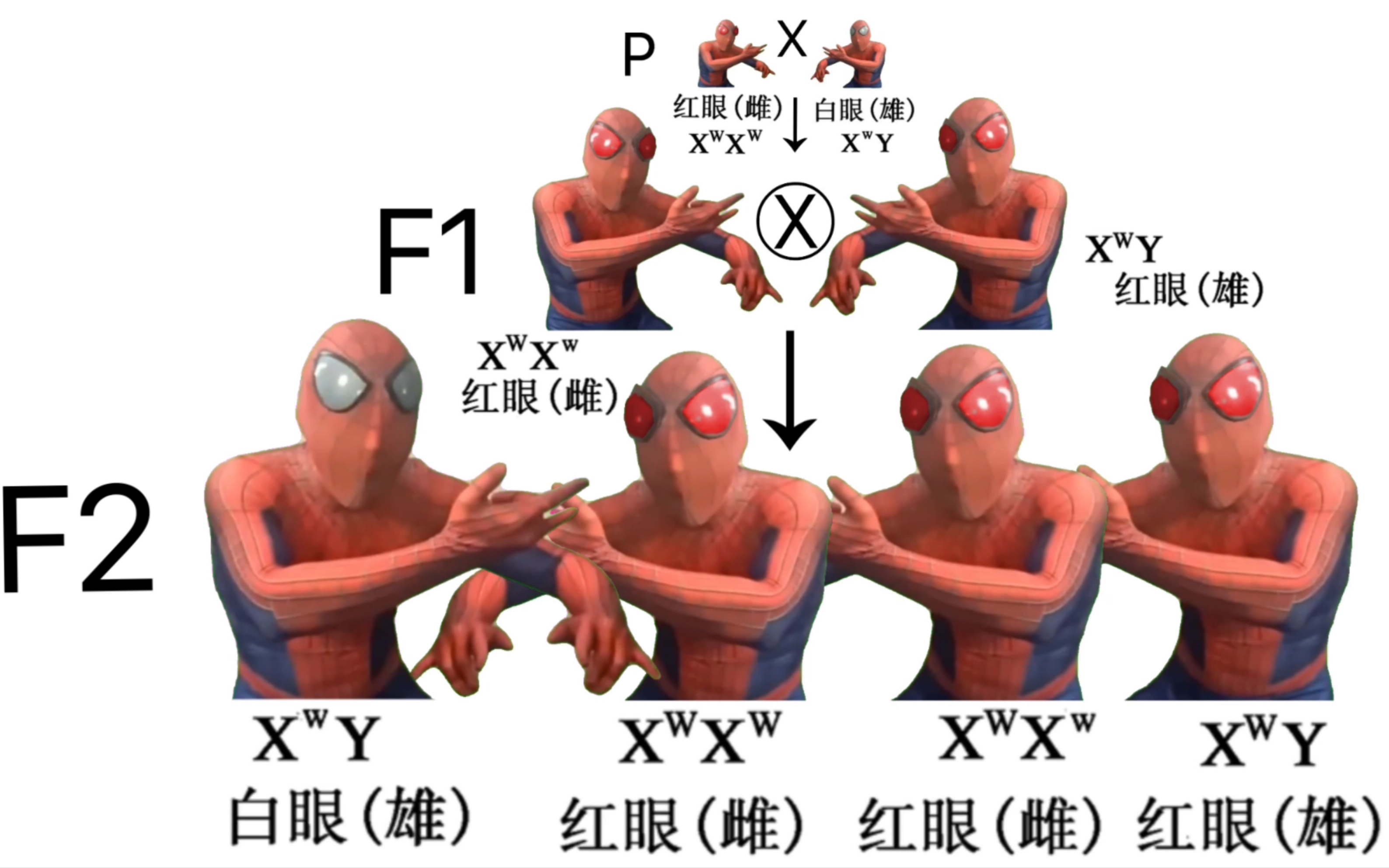 [图]红 眼 果 蝇