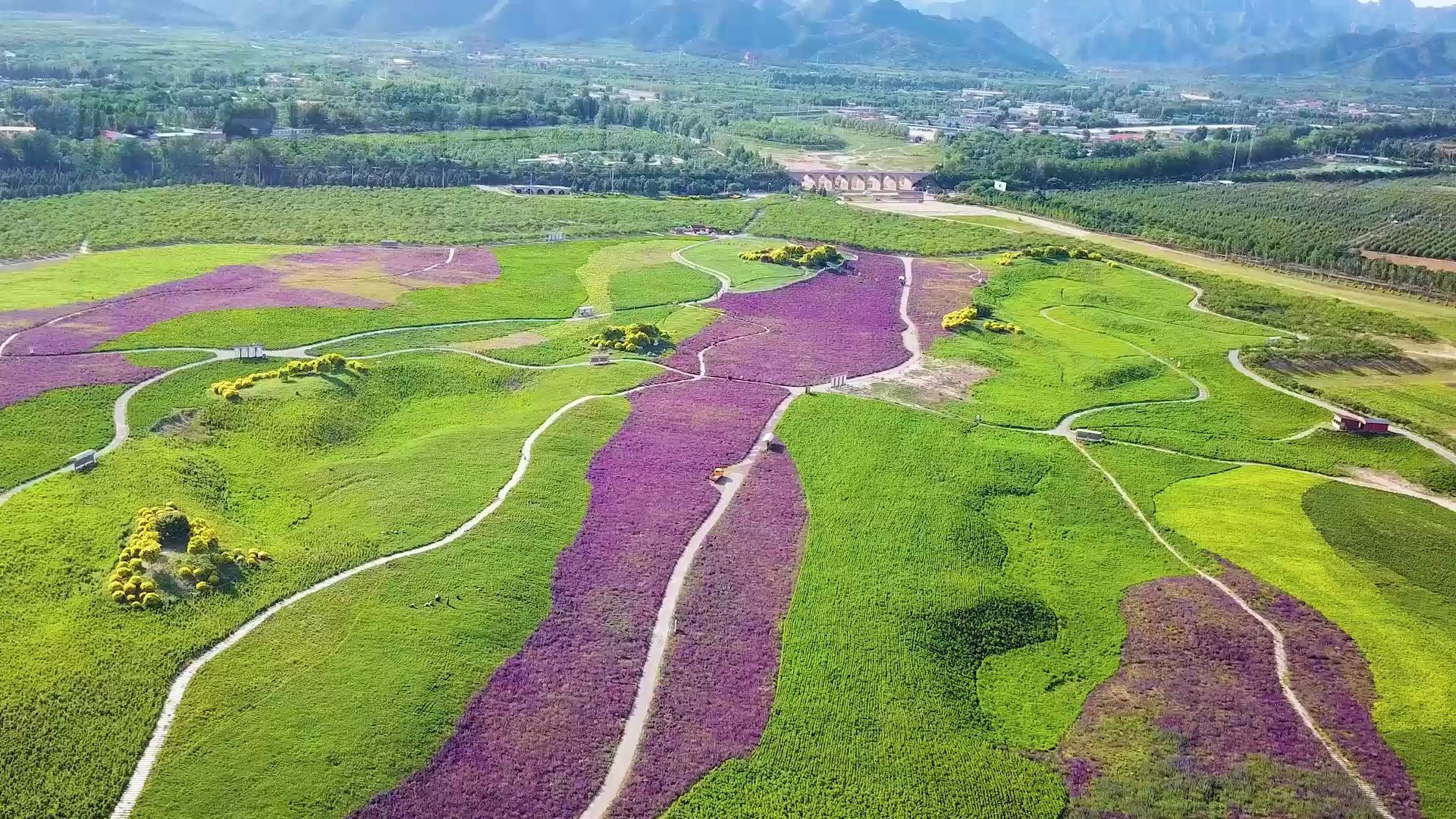 航拍北京昌平七孔桥泄洪破沙坑变身千亩大花海