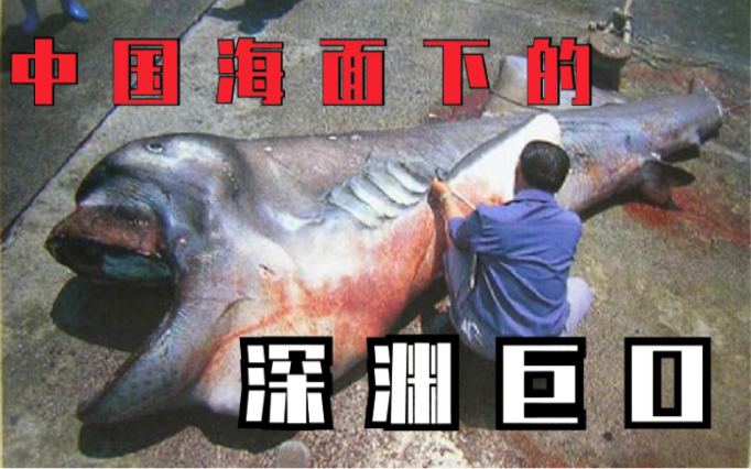 啥中国海域竟有这等奇葩海怪深海怪鲨04巨口鲨