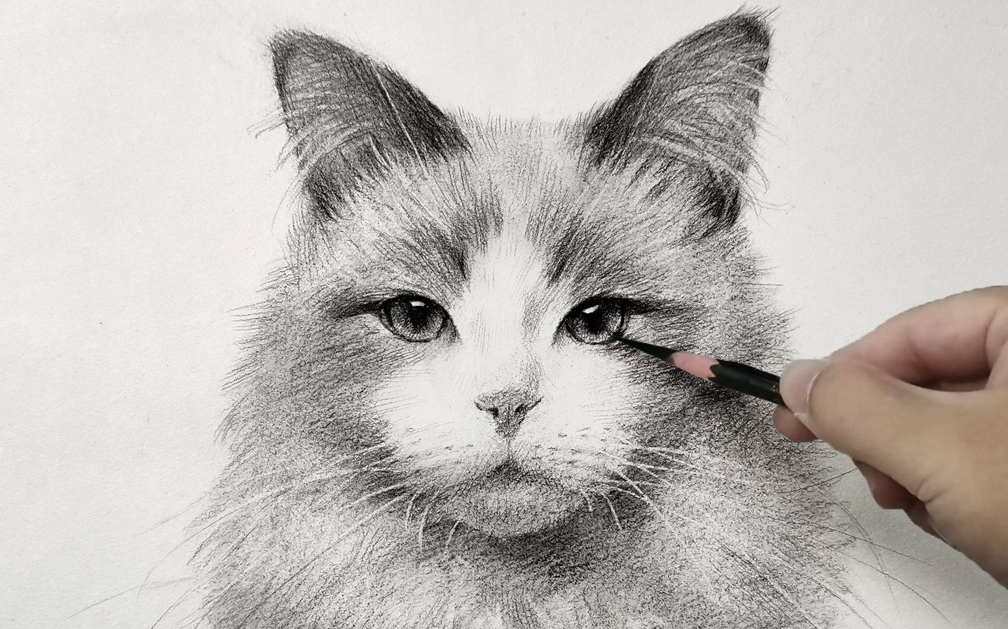 【茄子素描】猫咪绘画过程,毛发怎么画 动物素描,猫,布偶