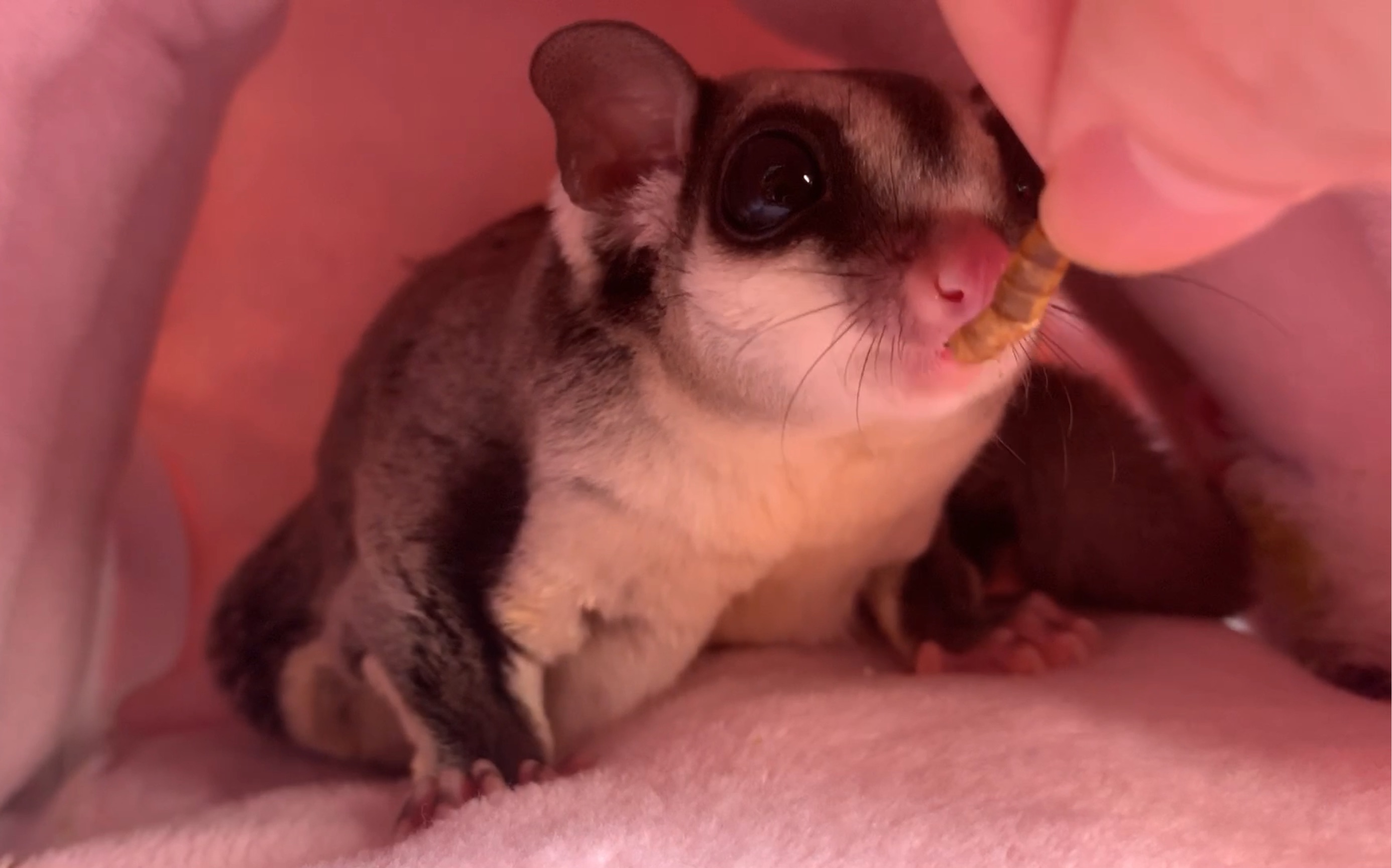 蜜袋鼯求领养生完宝宝的蜜袋鼯妈妈补充能量