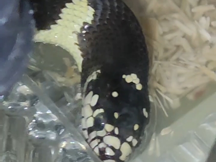 【加州王蛇】喝水牛饮吨吨吨