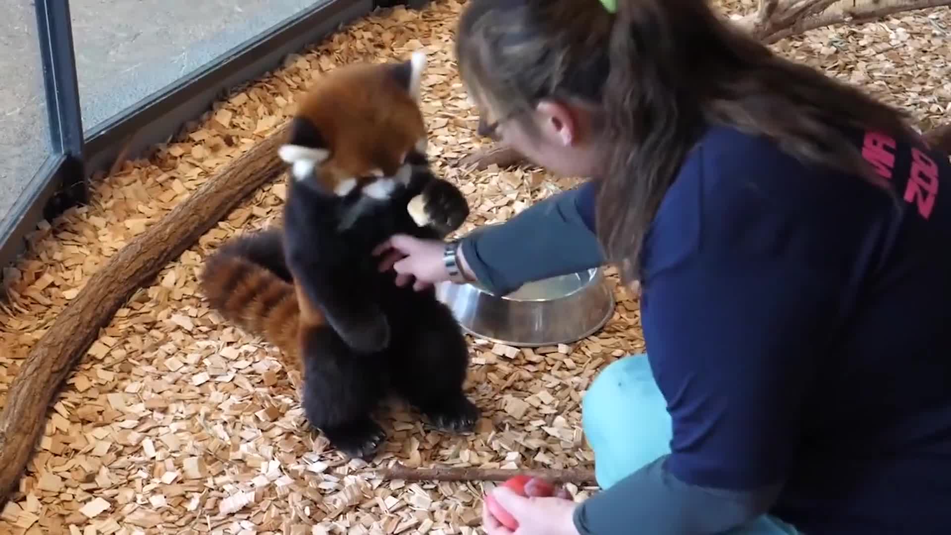 [图]饲养员给小熊猫喂苹果，顺手摸了摸它的肚子，小熊猫的反应你别笑