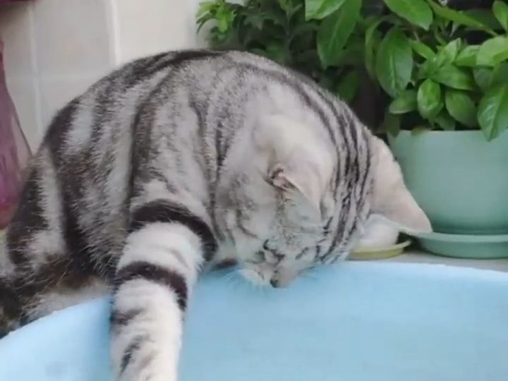 盘点小猫搞笑瞬间,艾特你的搭子来看!