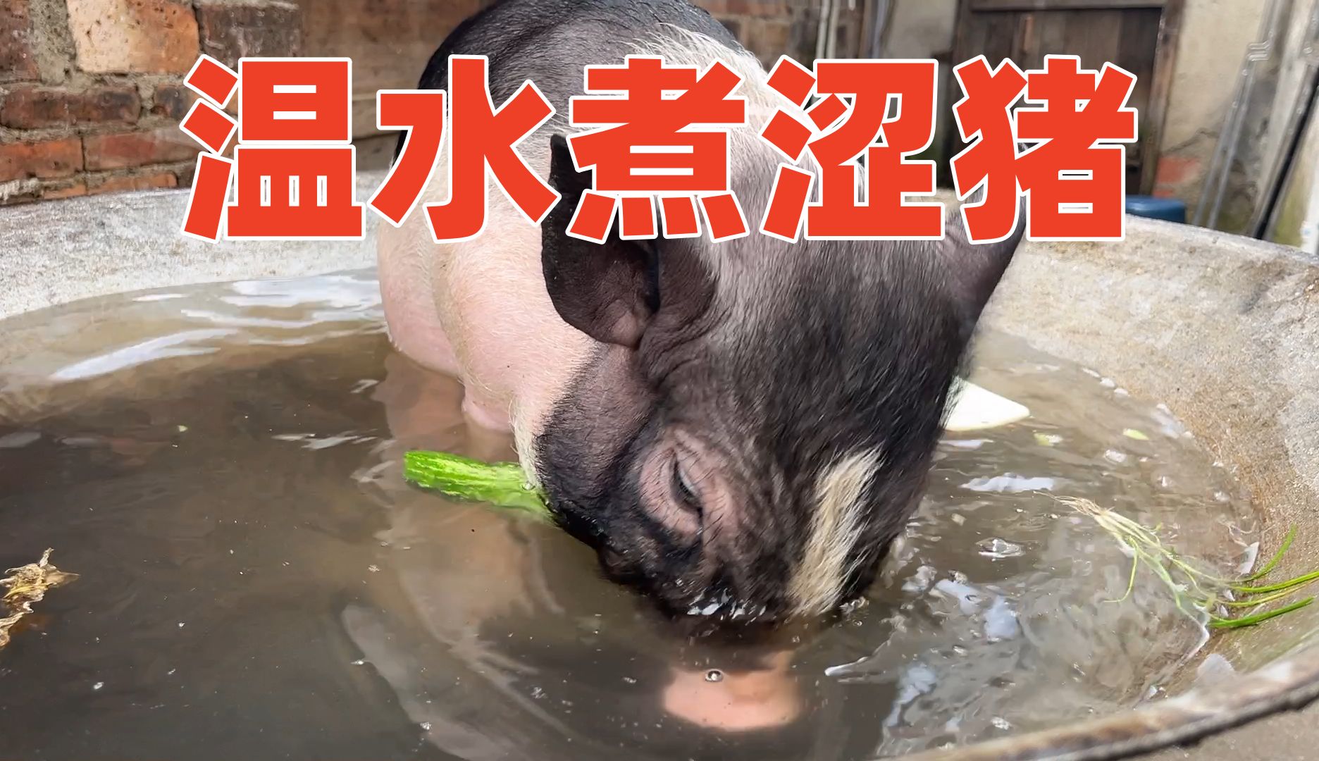 涩猪不怕开水烫,水开前先泡个澡,吃个黄瓜先【第227天】