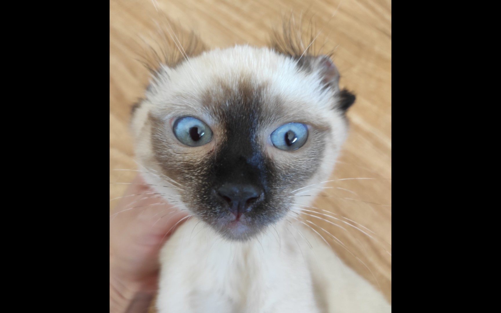 【暹罗猫香锅】和主人抢猫条的猴脸蝙蝠猫
