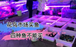 Download Video: 去花鸟市场买鱼，记住这四种鱼不能买