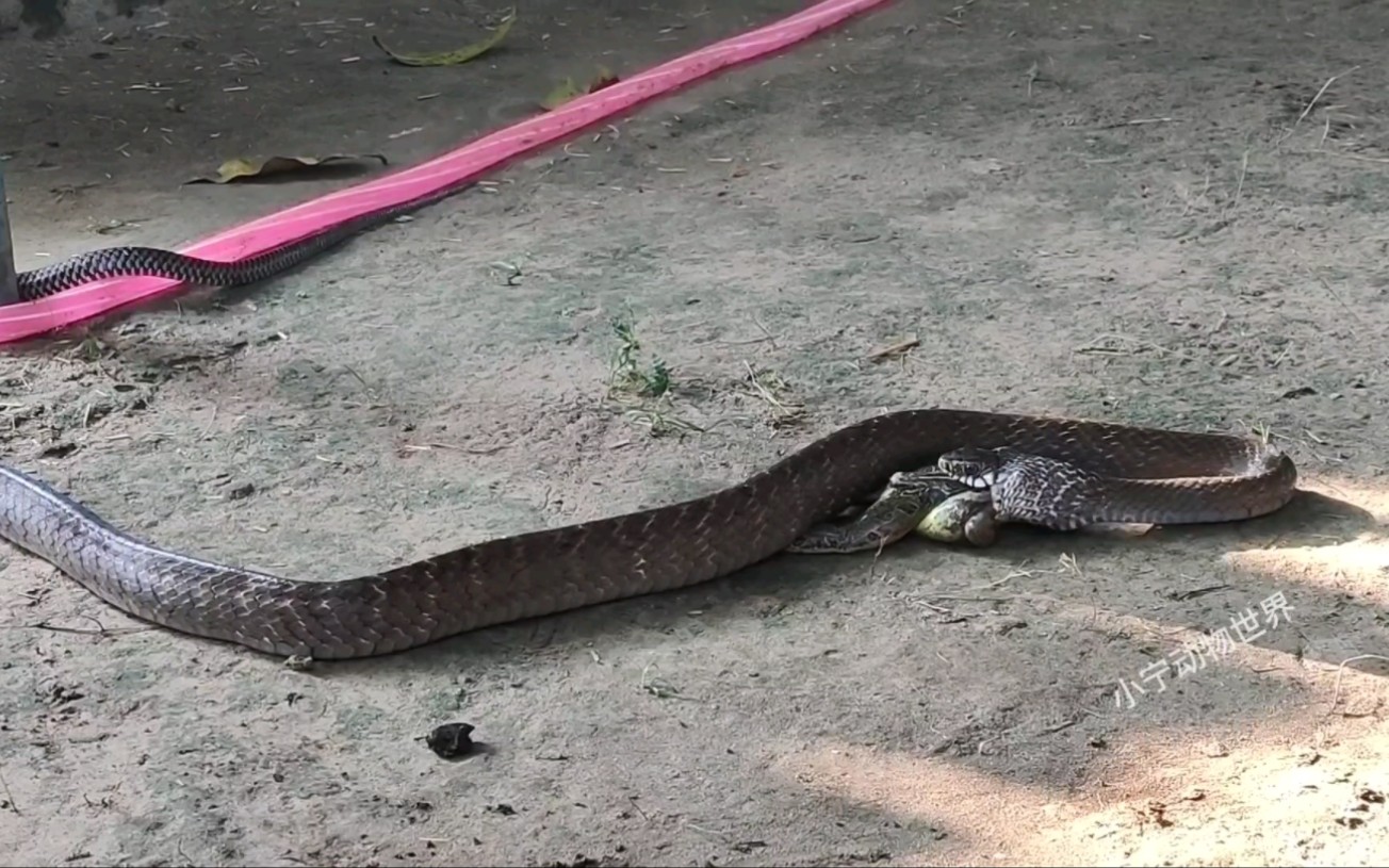 滑鼠蛇捕捉青蛙全过程,速度令人恐怖_哔哩哔哩_bilibili