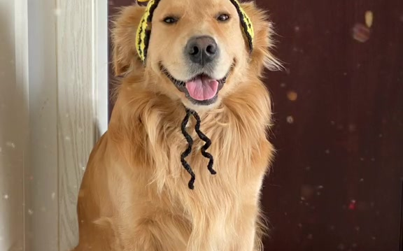 金毛 真的没有想过我一个连自己都照顾不好的人竟然能把毛毛子养大,而