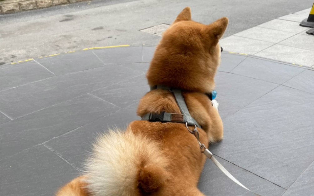 遛柴犬 不知道实际上是我遛狗还是狗遛我.穿高跟鞋遛狗很不容易