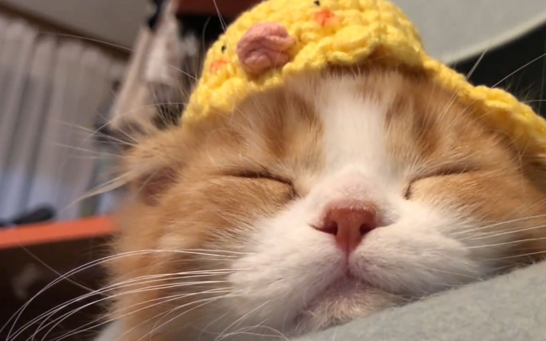 无意间打开了小猫的卖萌开关,随叫随到的喵喵太治愈了!