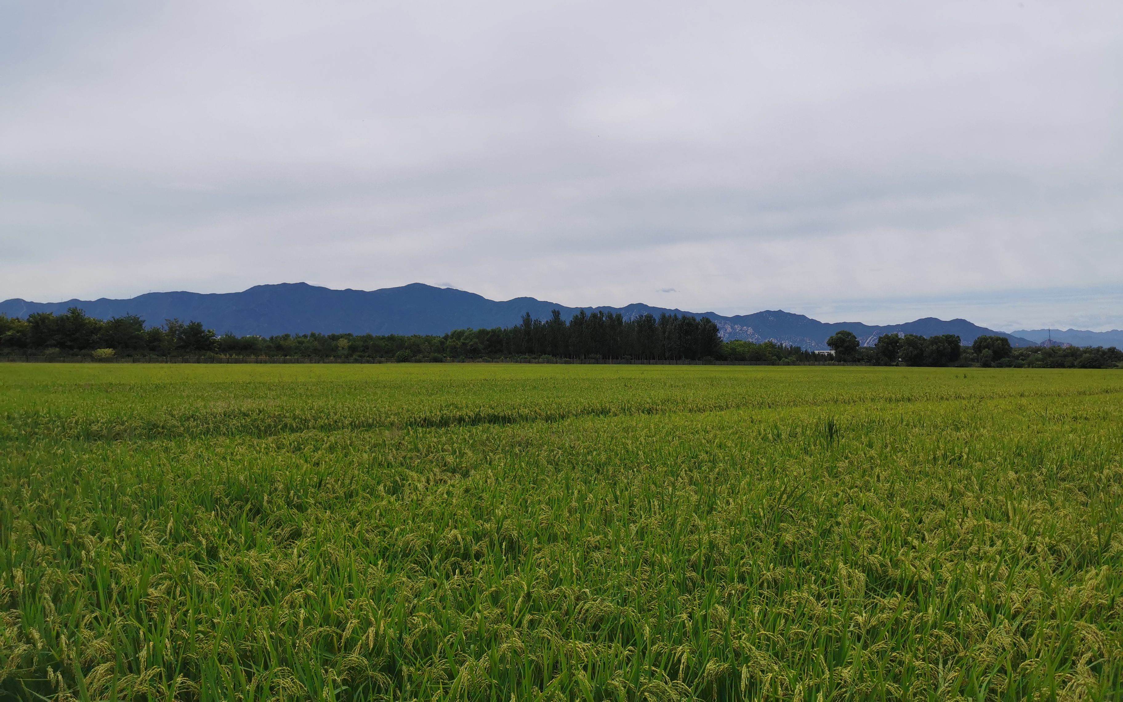 2019中秋节北京海淀郊区西北旺镇【永丰屯】京西稻哔哩哔哩bilibili