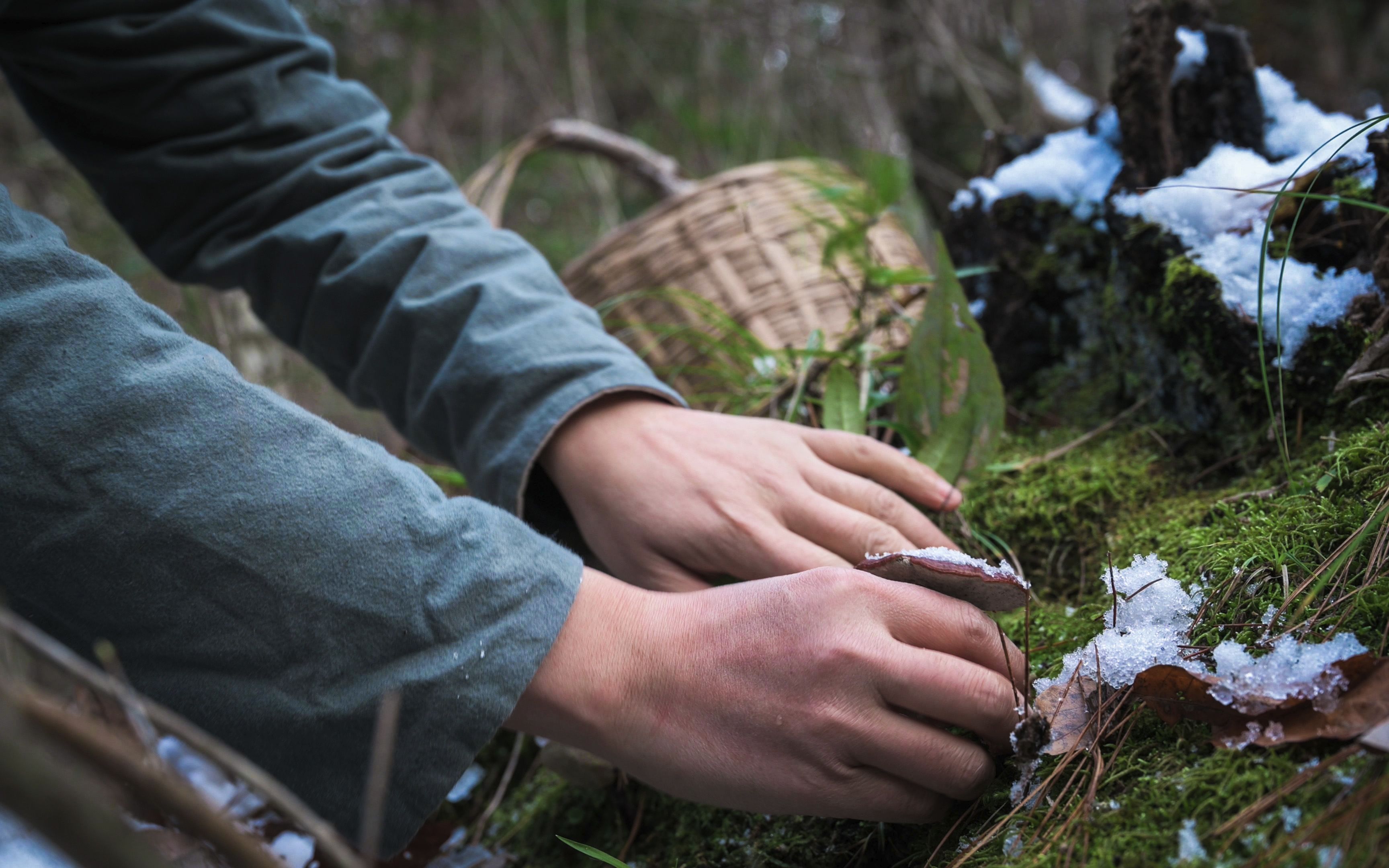 百草大叔@古老又传统的洗发方法,上山采药做一个植物洗发包.