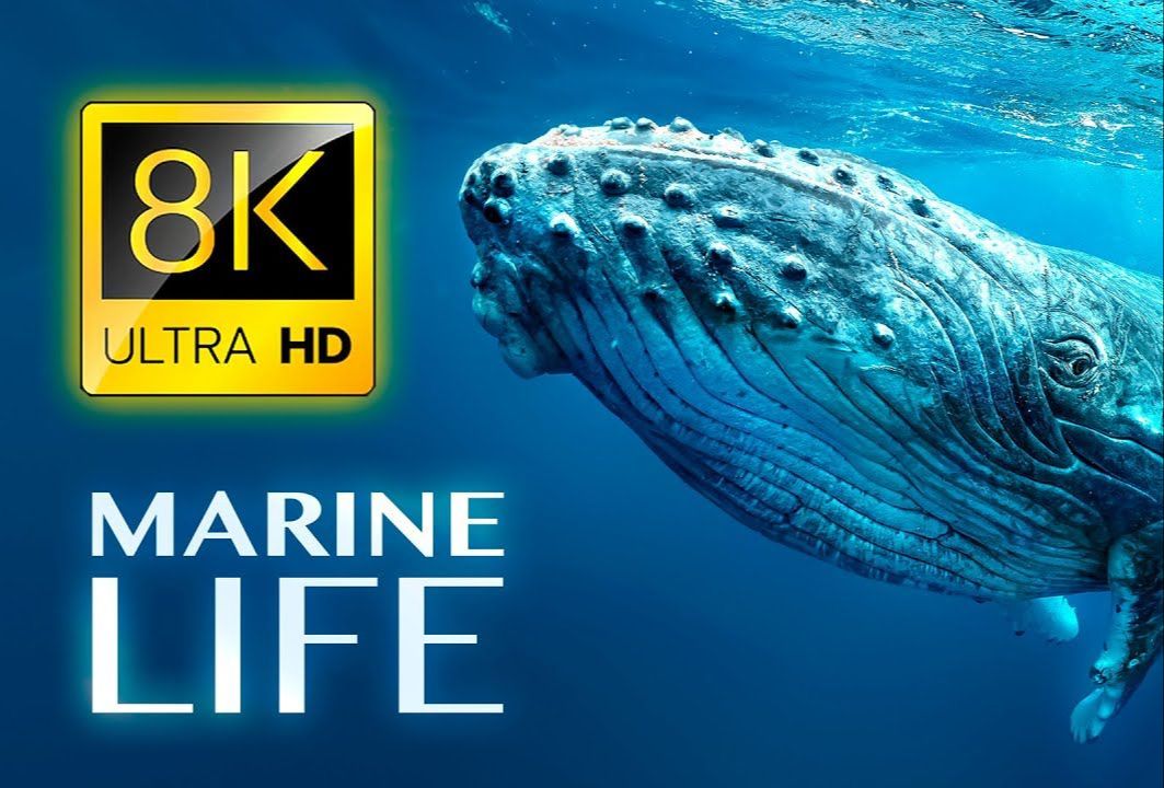 海洋生物 8K 超高清 MARINE LIFE 8K ULTRA HD哔哩哔哩bilibili