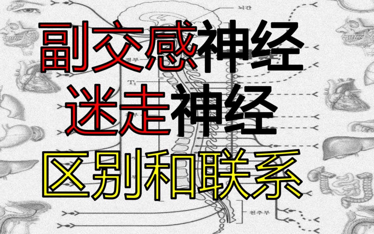 副交感神经和迷走神经的区别和联系吴在望讲的不错