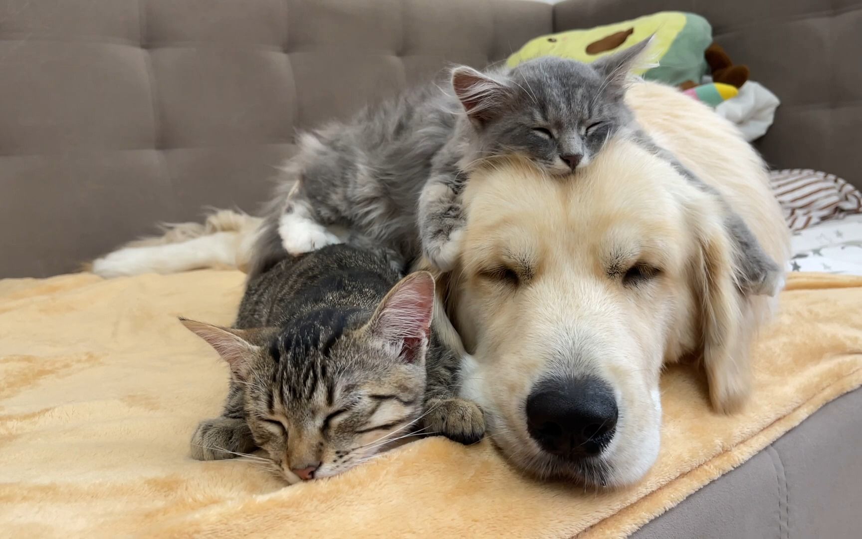 可爱的小猫和金毛依偎在一起睡觉 太可爱了!