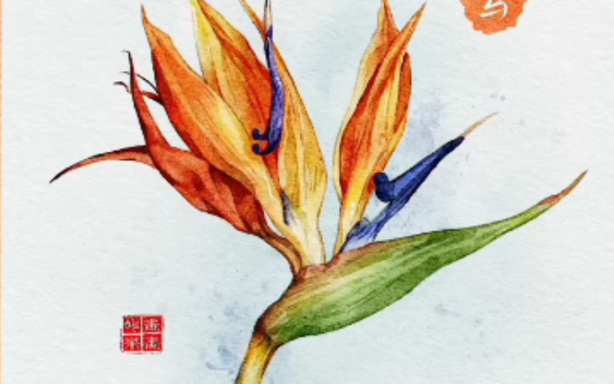 水彩自习室61-天堂鸟