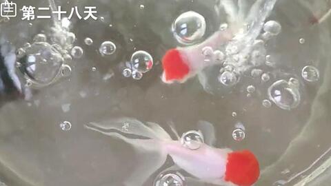 被迫冲浪的小金鱼 请问这水流大吗 哔哩哔哩 Bilibili