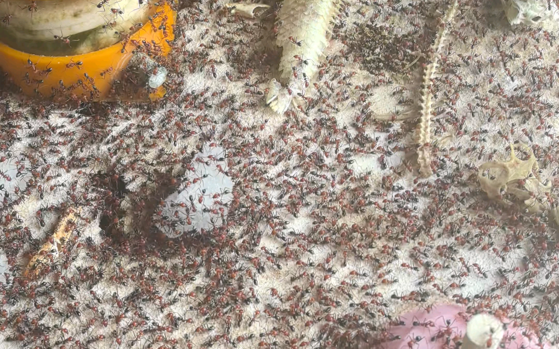 红彩虹臭蚁