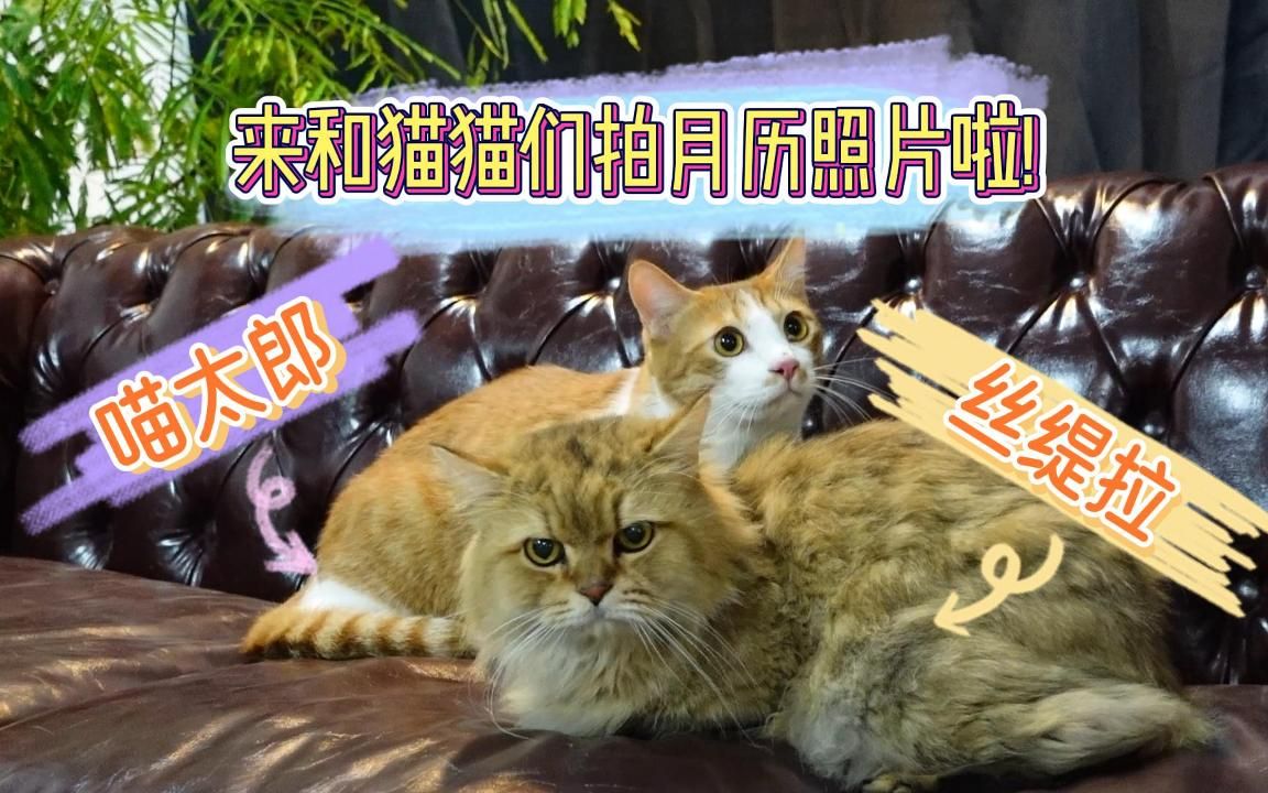 【国际爱猫日】带猫猫来拍月历照片啦~哔哩哔哩bilibili